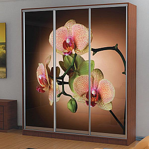 Шафа-купе 3д (3 шт. рисунок на дсп е-173) Mebel Star