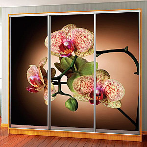 Шафа-купе 3д (3 шт. фотодрук е-173) Mebel Star